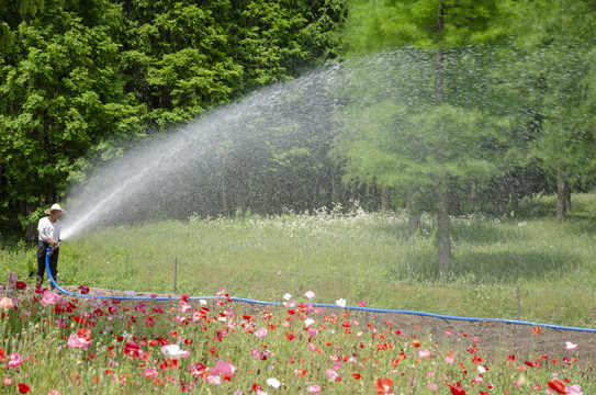 花卉洒水