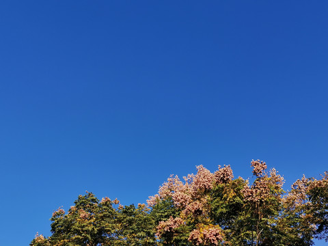 晴朗天空下的树木