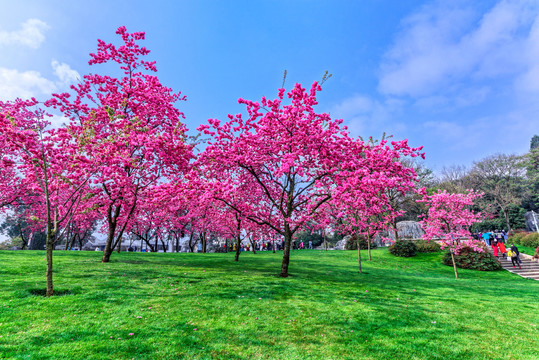 草坪上的樱花树
