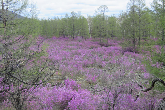 熔岩杜鹃花海