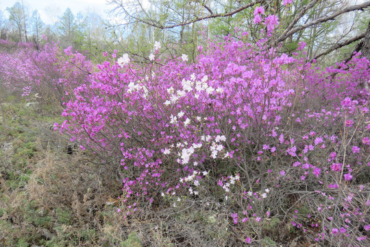 杜鹃花海