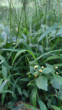 牛膝菊