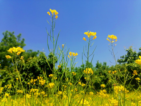 油菜花