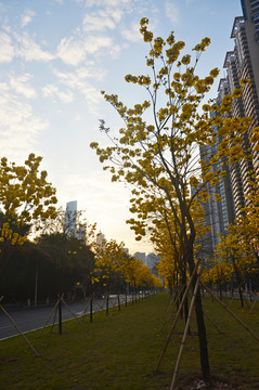 黄花风铃木