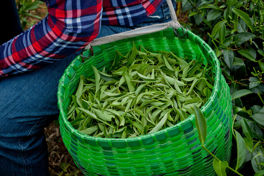 采下来的茶叶