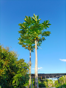 木瓜树