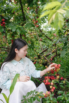 女孩在李子果园采摘写真