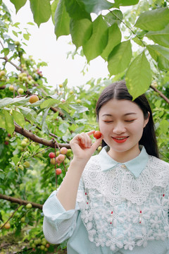 女孩在李子果园采摘写真