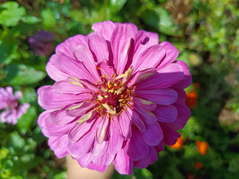 百日草花菊花