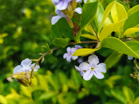 四季青绿植冬青树