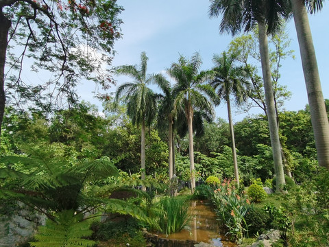 椰子树热带植物