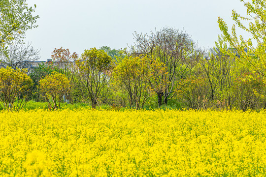 油菜花