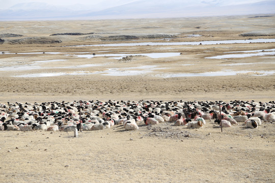 西藏风光羊群