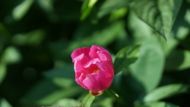 芍药花