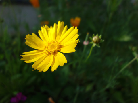 金鸡菊