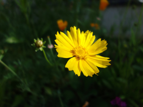 金鸡菊