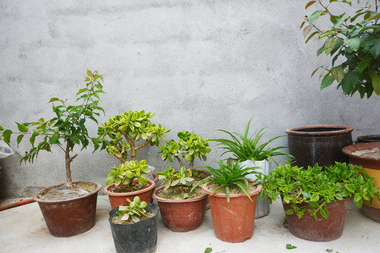 植物与水泥墙