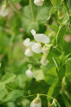 豌豆开花