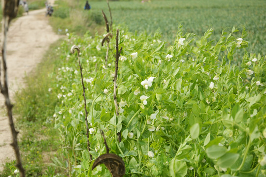 豌豆种植