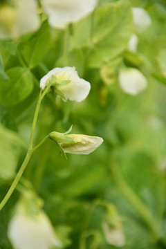 豌豆开花