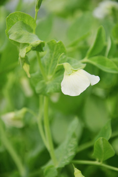 清新唯美小白花