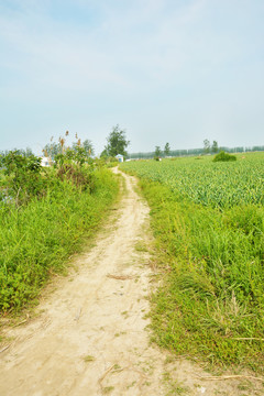 田间小路