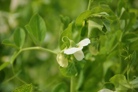 豌豆开花