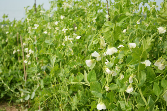 豌豆开花