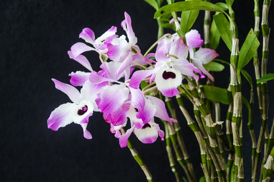 石斛花