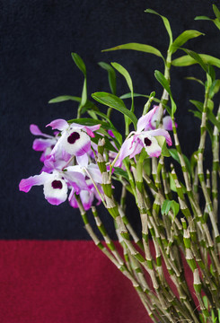 石斛花