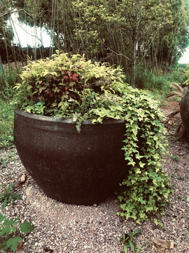 缸里养植物