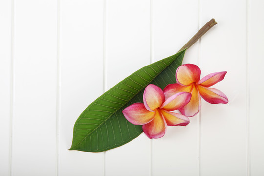 frangipani花卉spa及美容理念