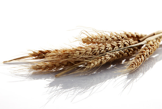 平原背景上的小麦。