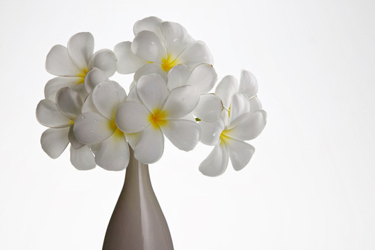 新鲜的花frangipani特写