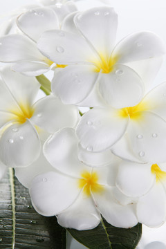 新鲜的花frangipani特写