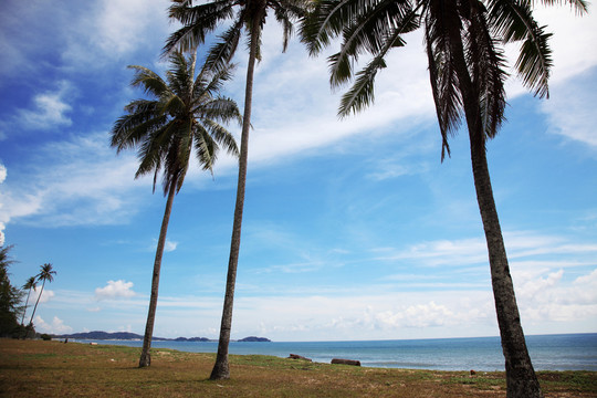 蓝天和海边的椰子树