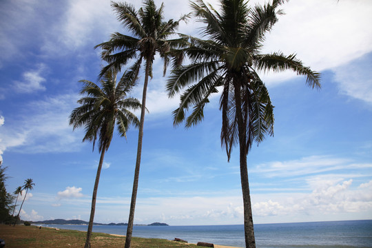 蓝天和海边的椰子树