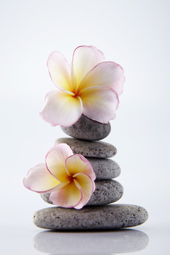 石头上的花，孤立于白色背景上