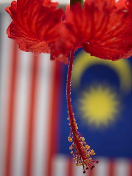 芙蓉花盆和马来西亚国旗背景