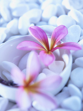 粉红色的花和白色石头上的卵石，蓝色的灯光