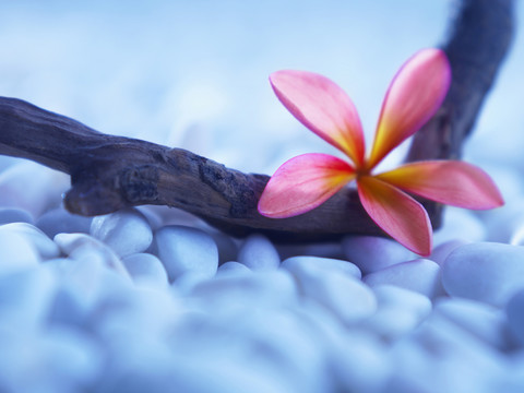 蓝色背景的木头上的花和鹅卵石