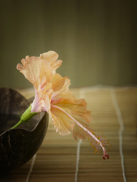 椰子碗里淡粉色的木槿花