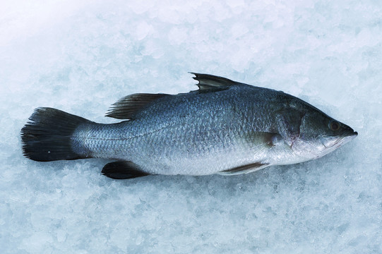 市场上的barramundi