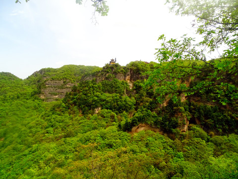 山形景观树林