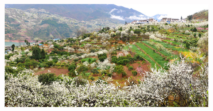 巫山李子花