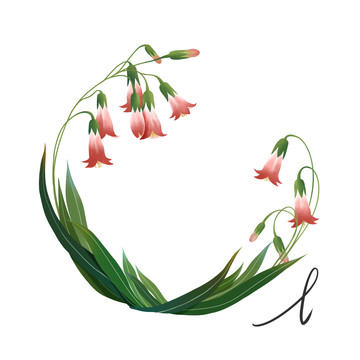 花卉边框手绘