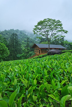 茶园仙景