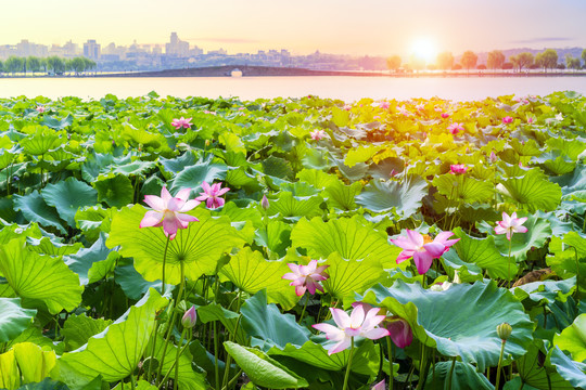 杭州西湖夏天白堤断桥荷花荷叶