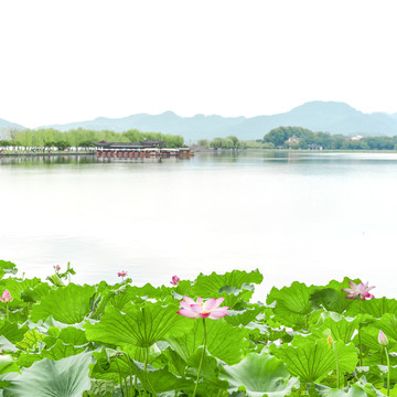 杭州西湖夏天白堤断桥荷花荷叶