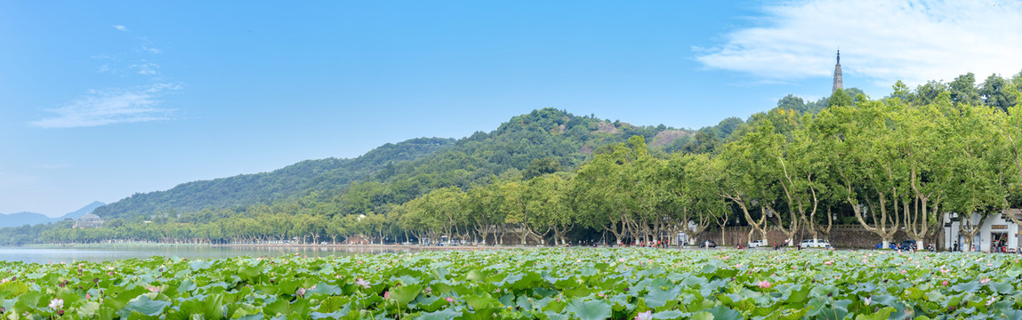 杭州西湖夏天荷花荷叶大画幅